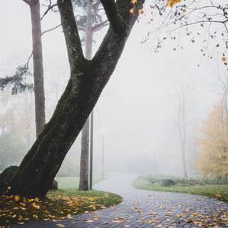 Foggy rain autumn wallpaper