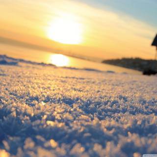 Yellow winter wallpaper