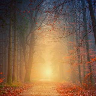 Foggy rain autumn wallpaper