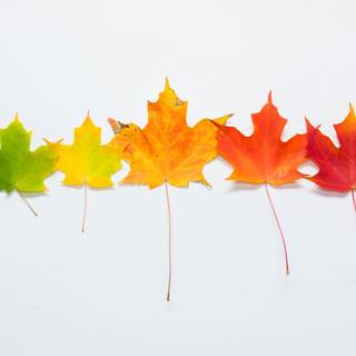 Autumn 4k minimal wallpaper