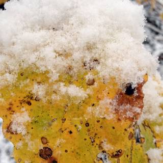 Yellow winter wallpaper