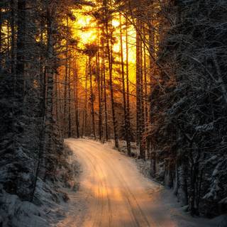 Yellow winter wallpaper