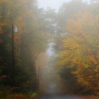 Foggy rain autumn wallpaper