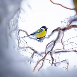 Yellow winter wallpaper