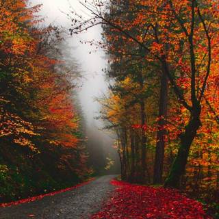 Foggy rain autumn wallpaper