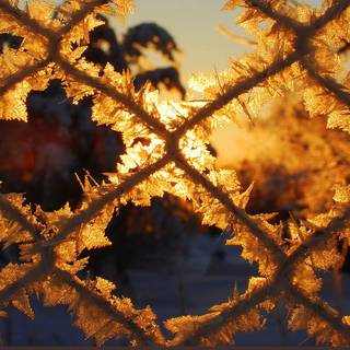 Yellow winter wallpaper