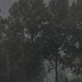 Foggy rain autumn wallpaper