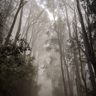 Foggy rain autumn wallpaper