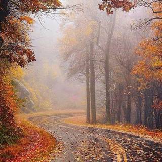 Foggy rain autumn wallpaper