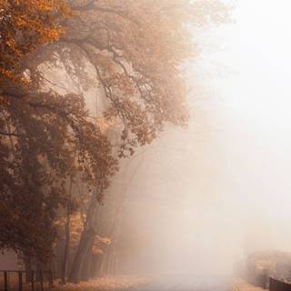 Foggy rain autumn wallpaper