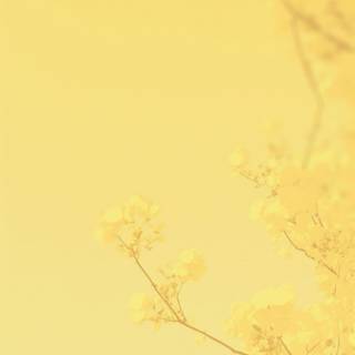 Yellow winter wallpaper