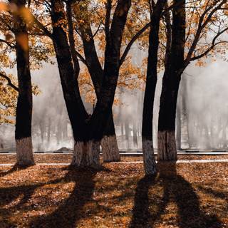 Autumn 4k minimal wallpaper