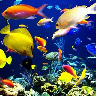 Pet fish wallpaper