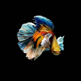 Pet fish wallpaper