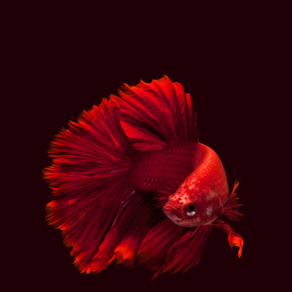 Pet fish wallpaper