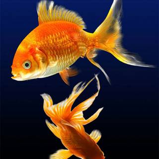 Pet fish wallpaper