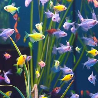Pet fish wallpaper