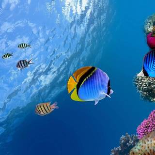 Pet fish wallpaper