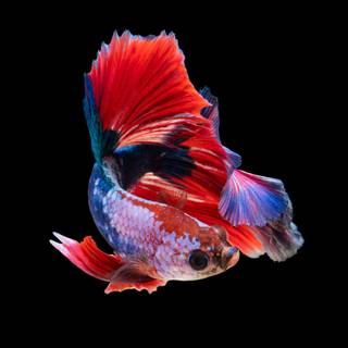 Pet fish wallpaper