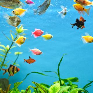 Pet fish wallpaper