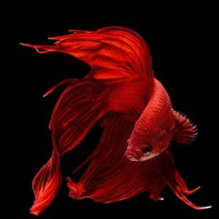 Pet fish wallpaper