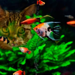 Pet fish wallpaper