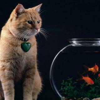 Pet fish wallpaper