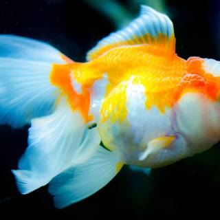 Pet fish wallpaper