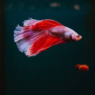 Pet fish wallpaper