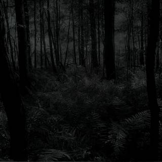 Gloomy forest wallpaper