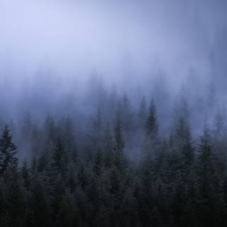 Gloomy forest wallpaper