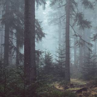 Gloomy forest wallpaper