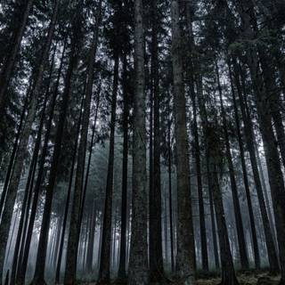 Gloomy forest wallpaper