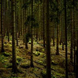 Gloomy forest wallpaper