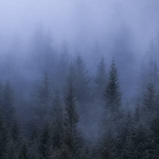 Gloomy forest wallpaper
