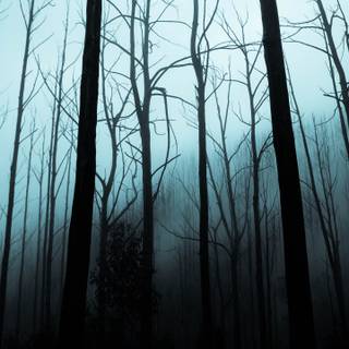 Gloomy forest wallpaper