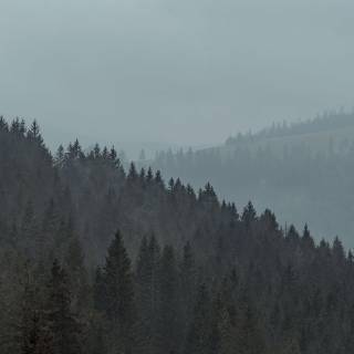 Gloomy forest wallpaper