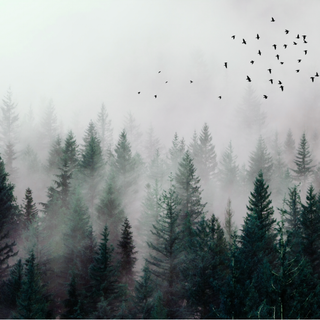 Gloomy forest wallpaper