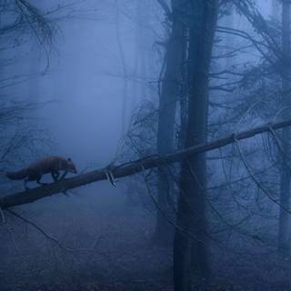 Gloomy forest wallpaper