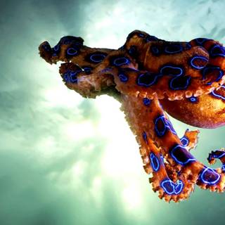 Cute octopus computer wallpaper