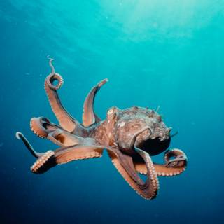 Octopus 4k wallpaper