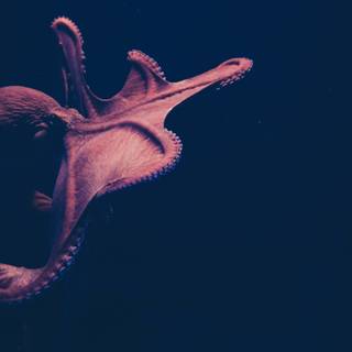 Octopus 4k wallpaper