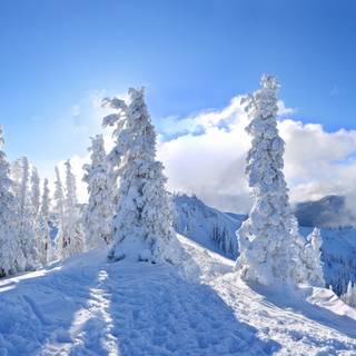 Panoramic winter wallpaper