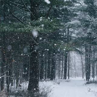 Winter 1600x900 wallpaper