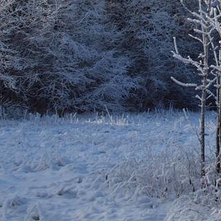 Winter tractors wallpaper