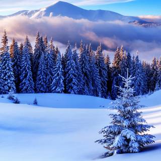 Winter 1600x900 wallpaper