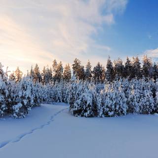 Winter 1600x900 wallpaper