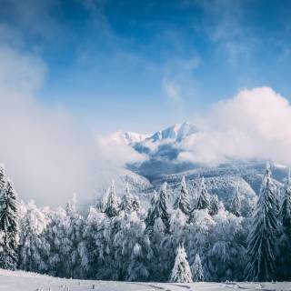 Panoramic winter wallpaper