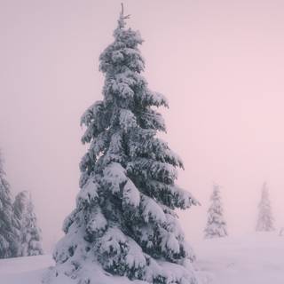 Panoramic winter wallpaper