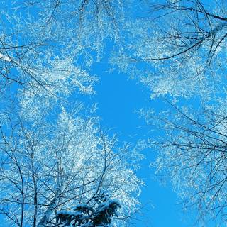 Panoramic winter wallpaper